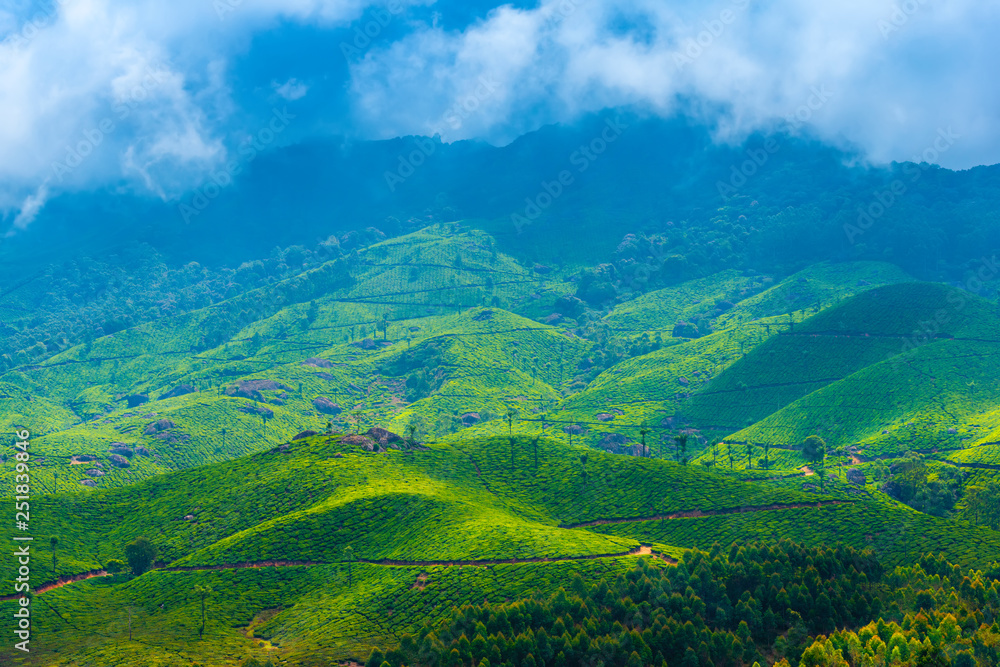 Obraz premium green tea plantations and mountain with fog and sunbeams, Munnar, Kerala, beautiful India travel background