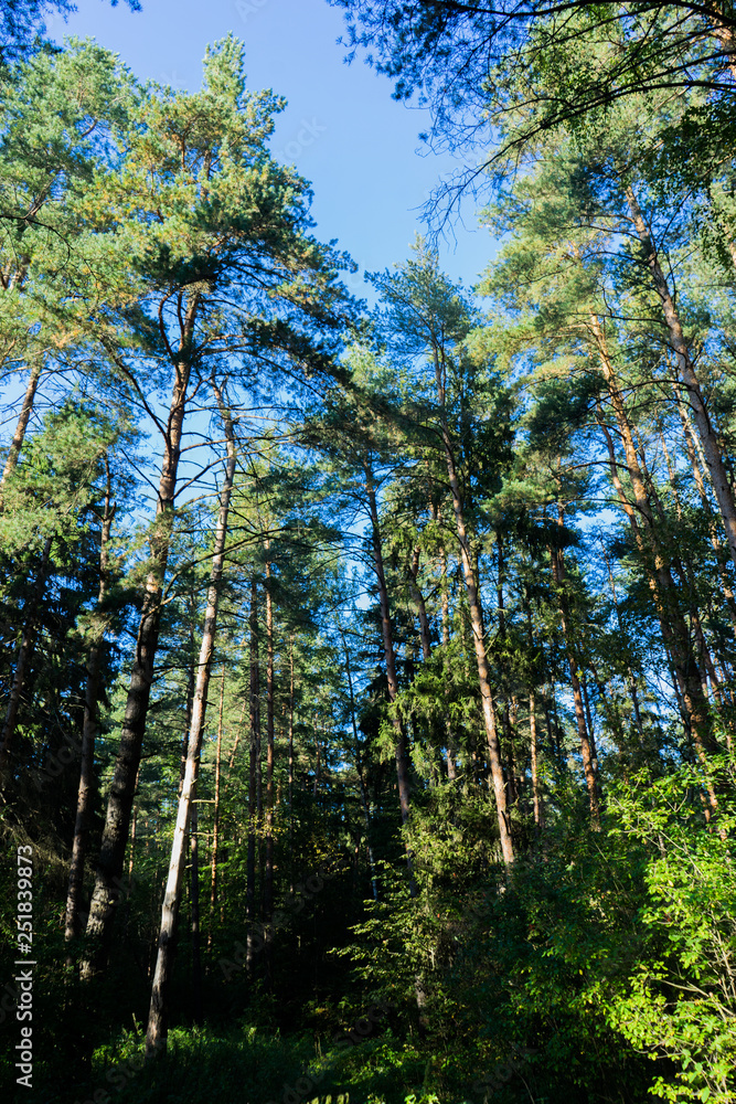 Obraz premium In the forest.