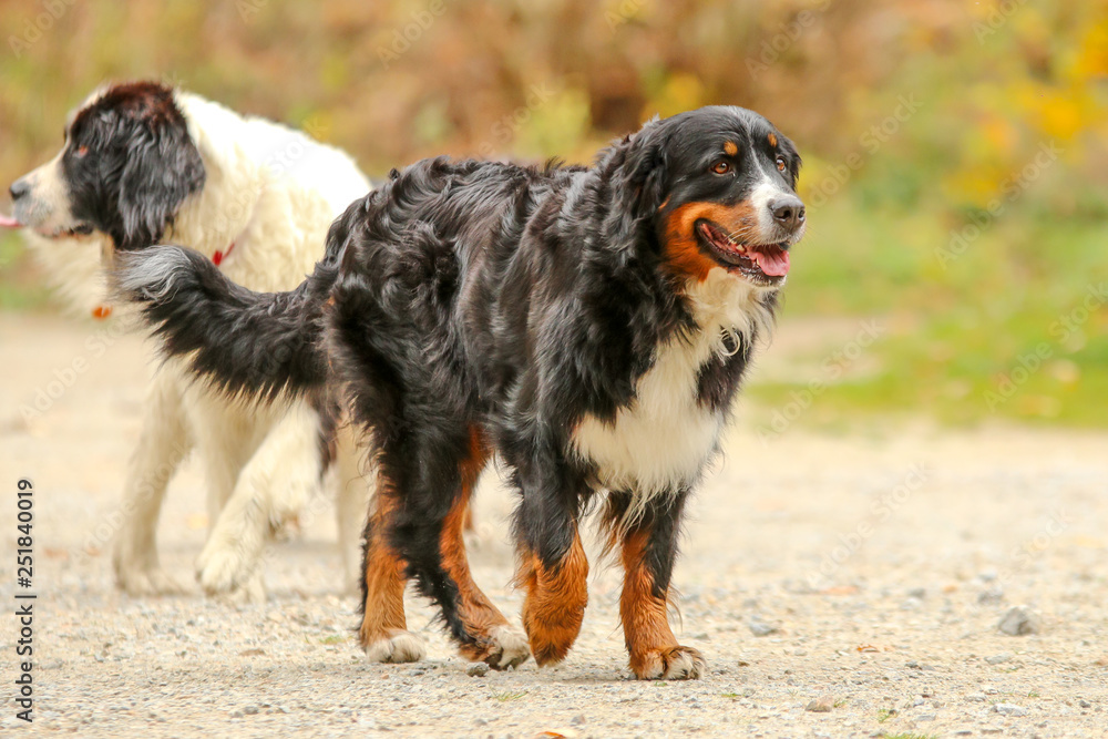 A portrait picture of the adult Bernese Mountain dog in the leaves in the autumn forest. A portrait picture of the adult Bernese Mountain dog in the leaves in the autumn forest.