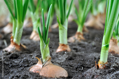 Photo close-up of growing green onion in the vegetable garden