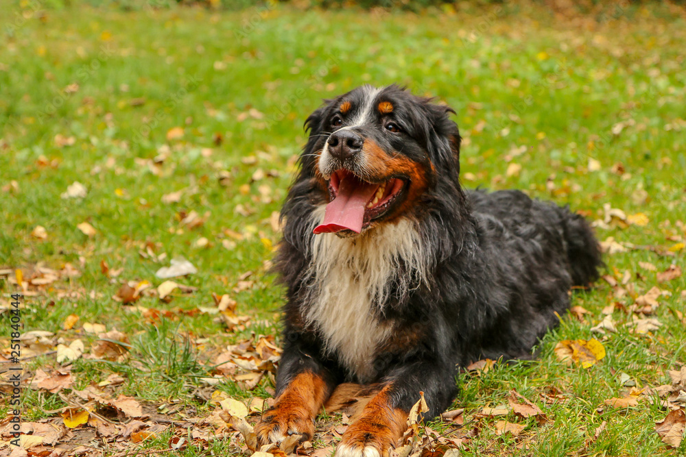 A portrait picture of the adult Bernese Mountain dog in the leaves in the autumn forest. A portrait picture of the adult Bernese Mountain dog in the leaves in the autumn forest.