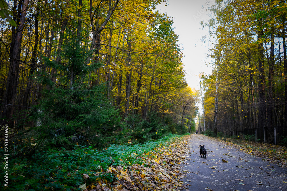 Obraz premium In the forest