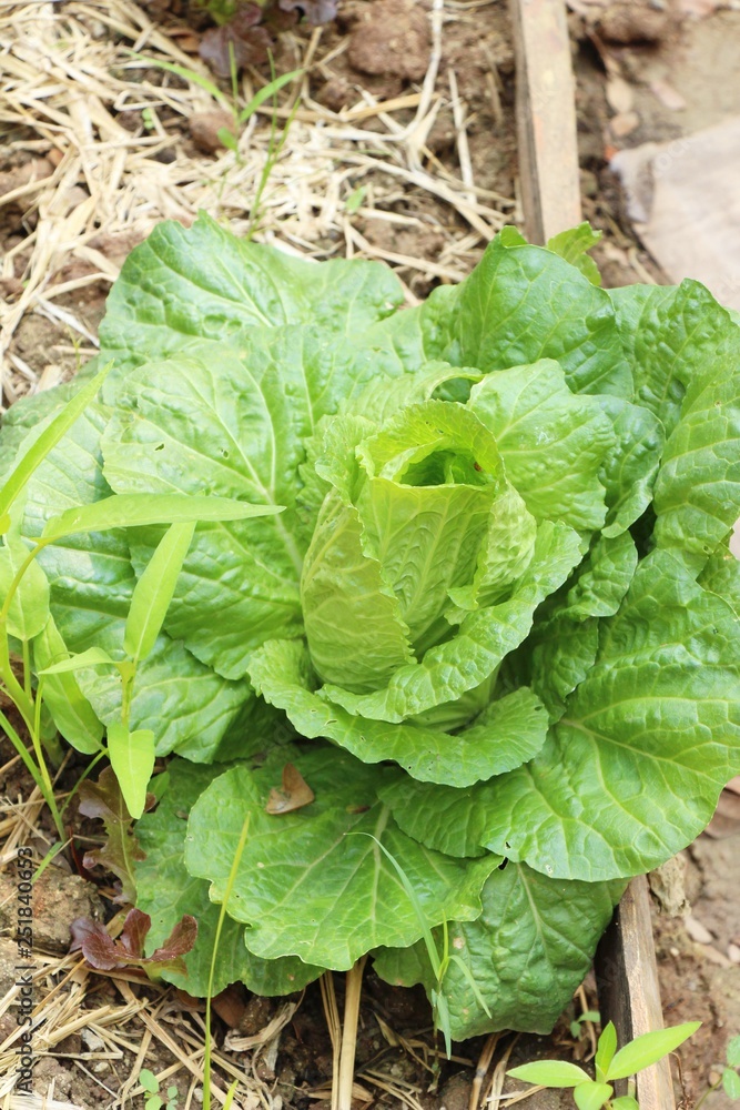 fresh lettuce hydroponics for health in garden fresh lettuce hydroponics for health in garden