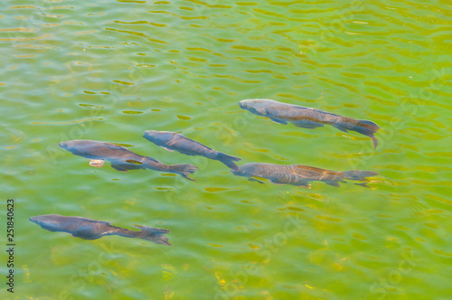 Fish in a transparent green water lake