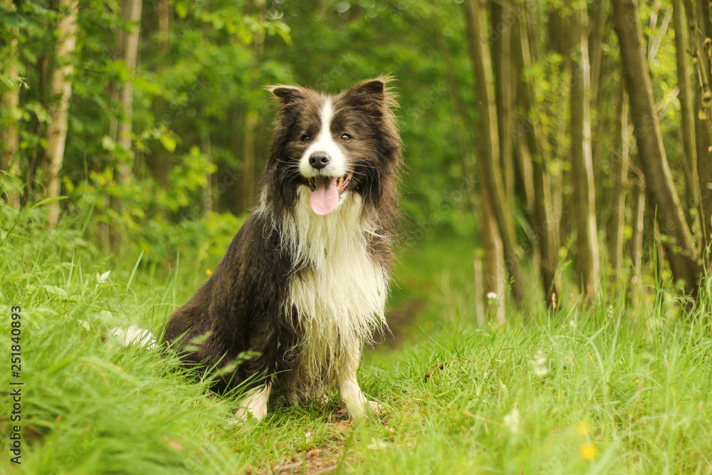 A picture of a young male border collie sitting in the grass in the countryside. Looks happy. 