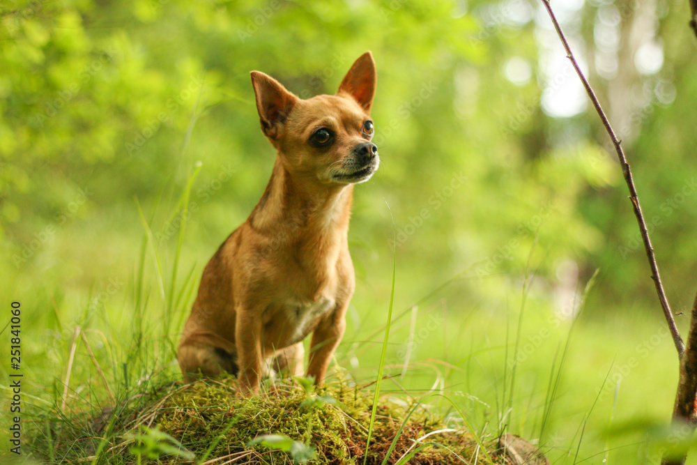 A portrait picture of the chihuahua dog during the walk in the nature. A portrait picture of the chihuahua dog during the walk in the nature.