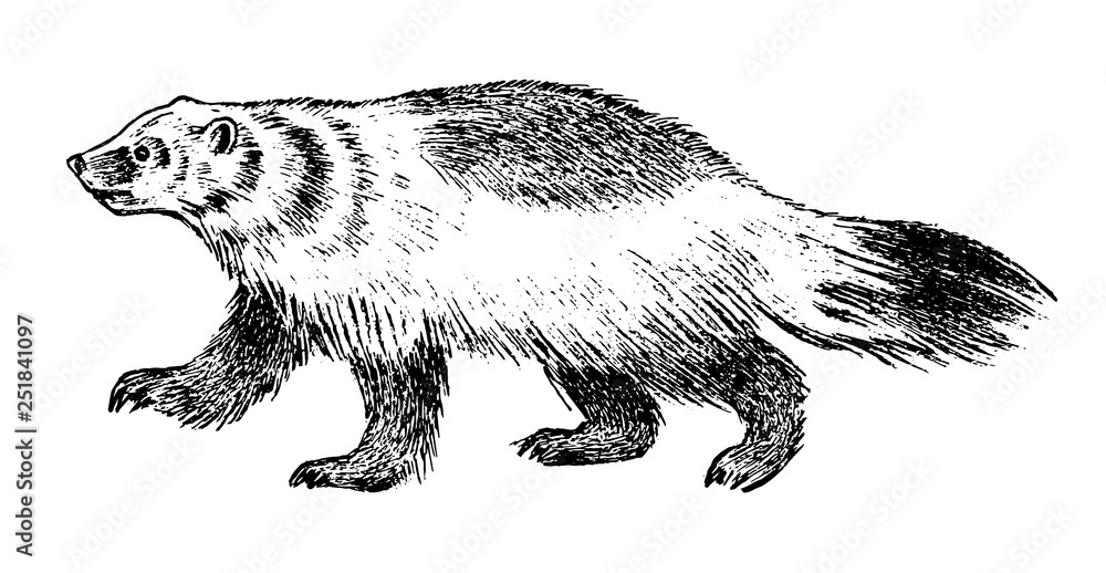 Fototapeta premium Wild Badger, forest animal. Symbol of the north. Vintage monochrome style. Mammal in Europe. Engraved hand drawn sketch for banner or label.