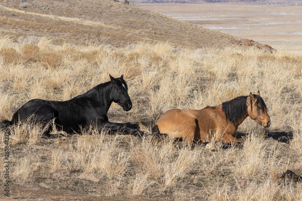 Fototapeta premium Wild Horses in the Utah Desert in Winter