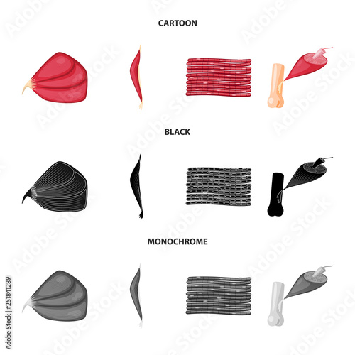 Vector illustration of fiber and muscular sign. Collection of fiber and body  stock symbol for web.