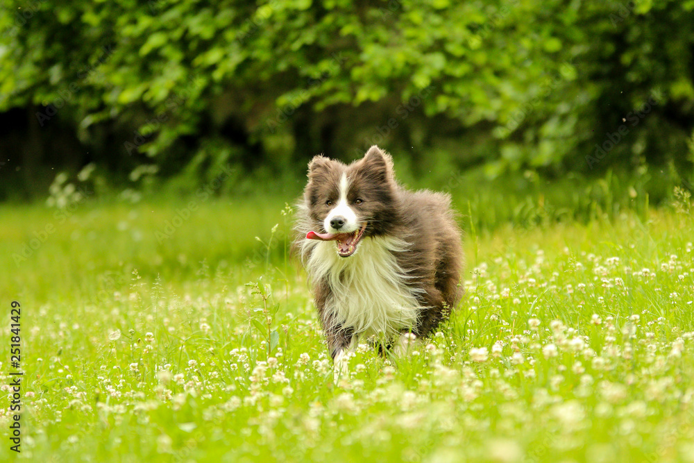 A picture of running young male border collie on the fresh green meadow in the countryside.  