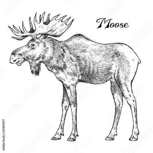 Forest Moose, Wild animal. Symbol of the north. Vintage monochrome style. Mammal in Europe. Engraved hand drawn sketch for banner or label.
