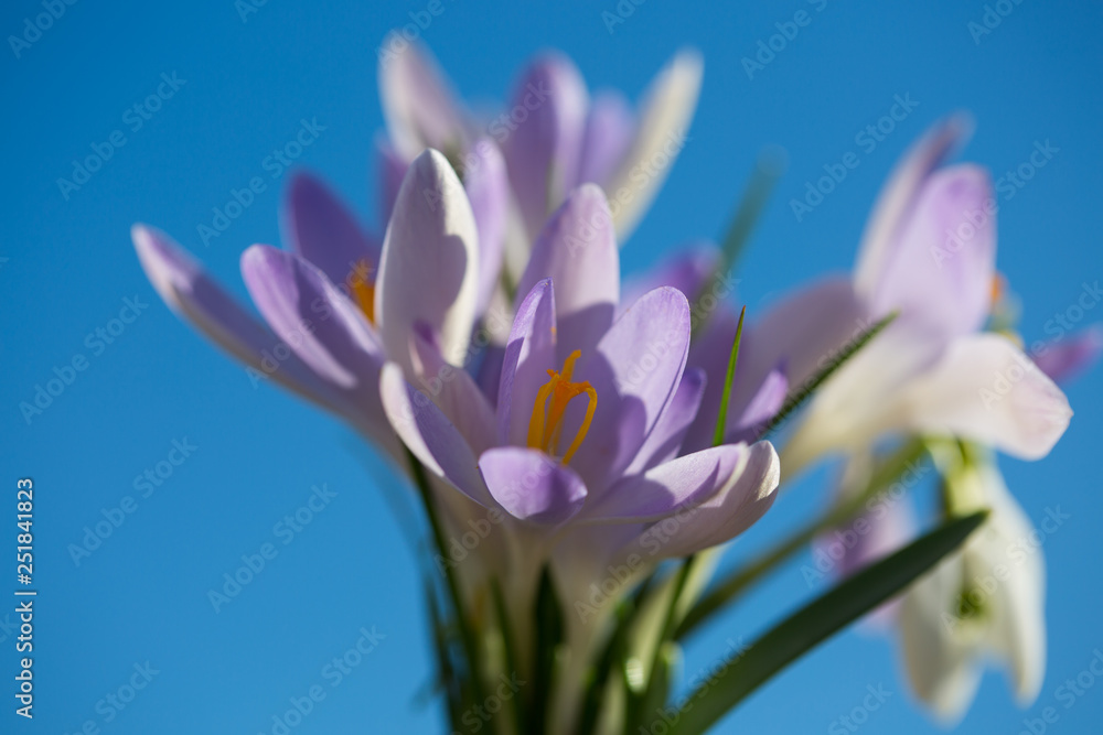 Naklejka premium Krokus , blauer Himmel, Frühling, Frühlingserwachen