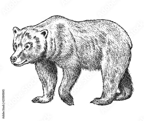 Brown grizzly bear, Wild animal. Vintage monochrome style. Engraved hand drawn sketch for banner or label. Symbol of the north and the forest.