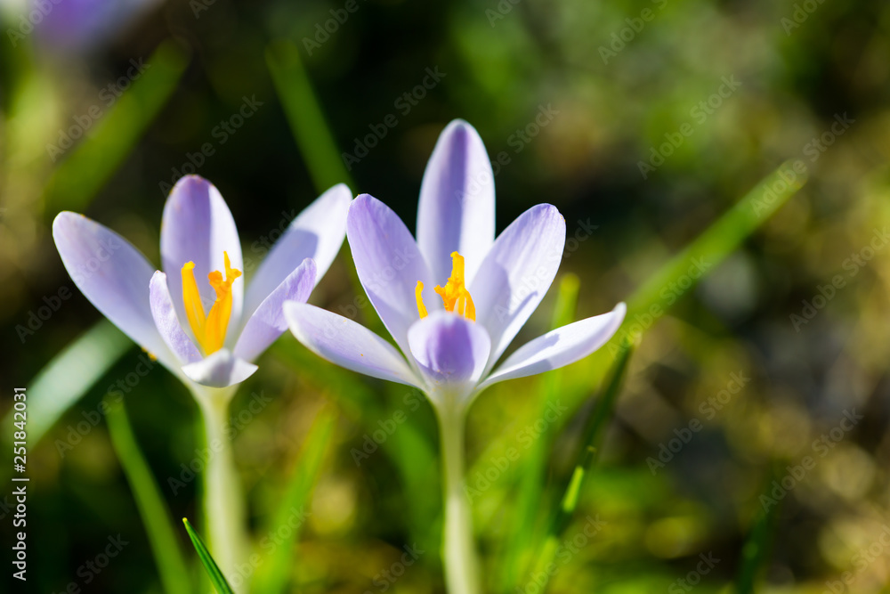 krokus im Frühling