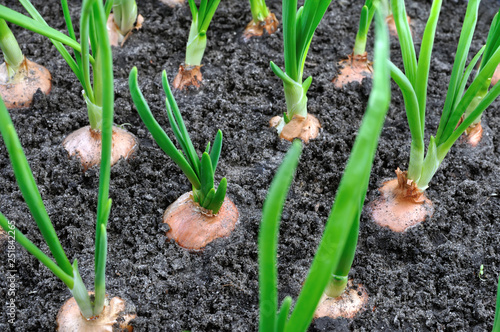 close-up of growing green onion in the vegetable garden, view from above