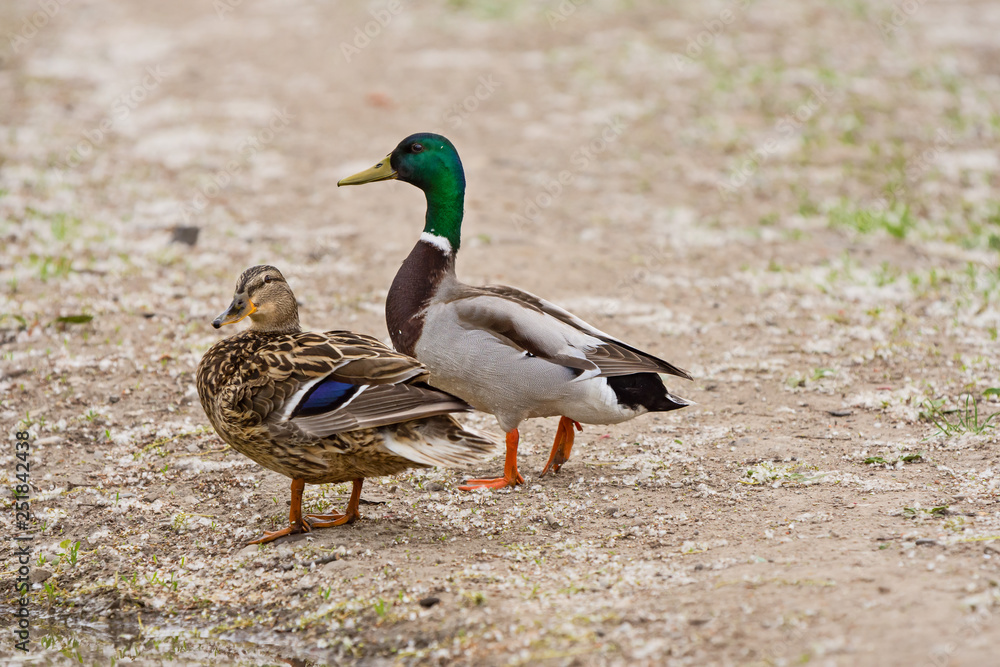 wild duck, male and female on a forest path