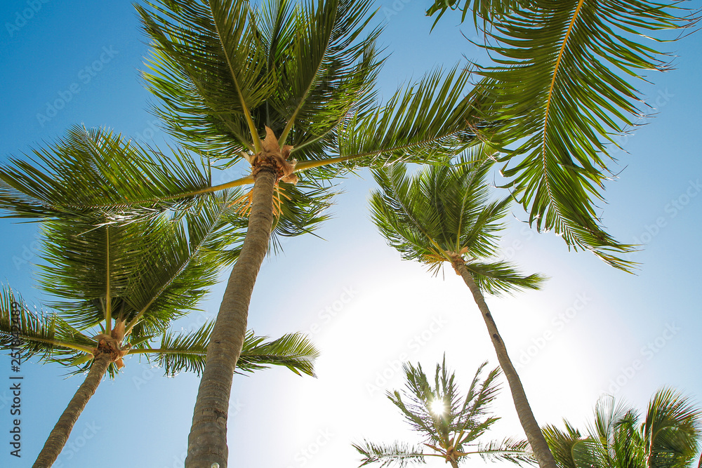 Naklejka premium Tropical palm trees and leaves, blue sky and sun lights on background.
