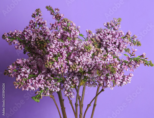 Bouquet of lilac isolated on a purple background.
