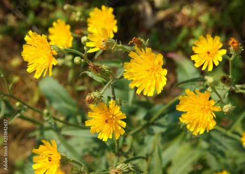 Common Sowthistle plant photo