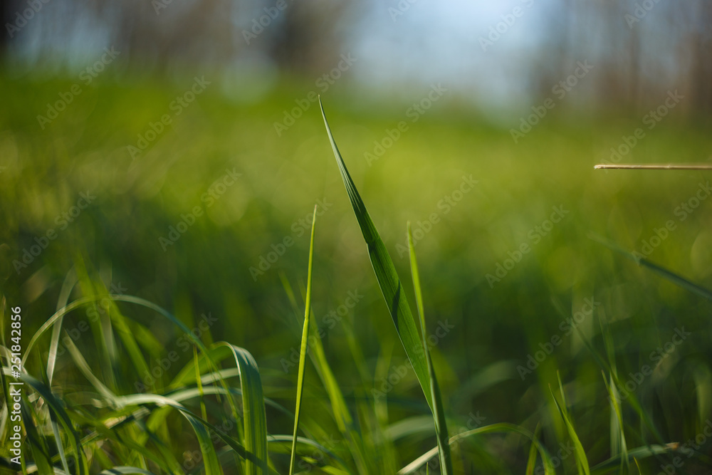 leaf of grass under the sun. Spring comming. leaf of grass under the sun. Spring comming.
