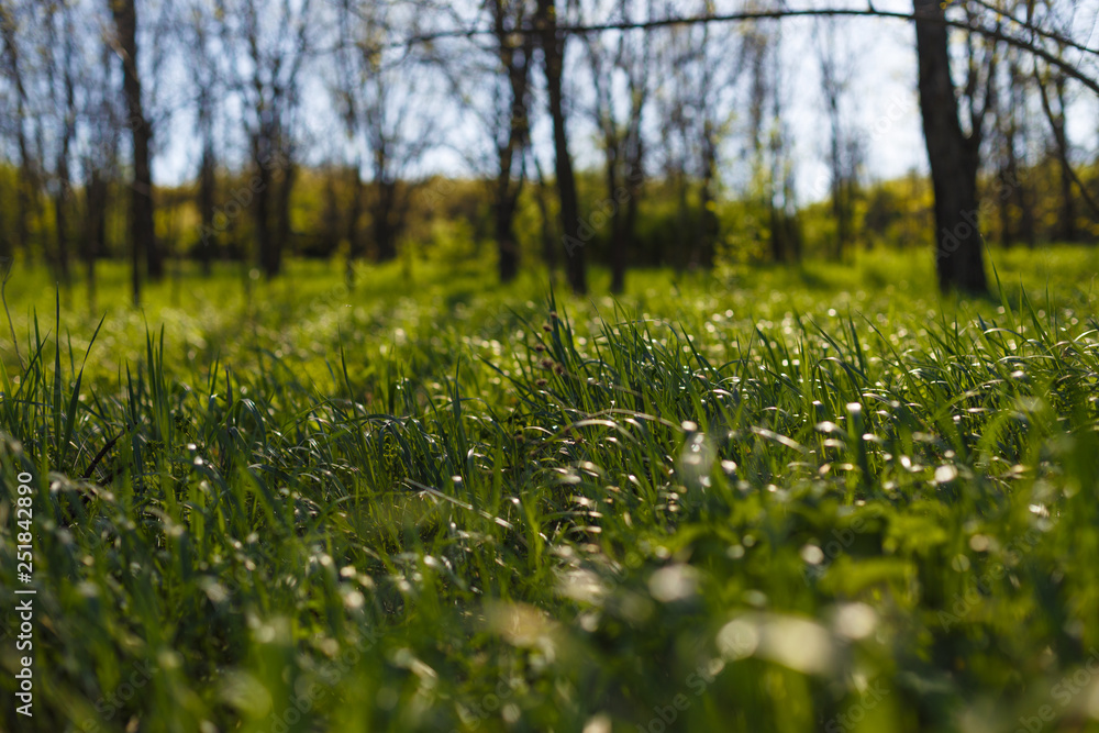 leaf of grass under the sun. Spring comming