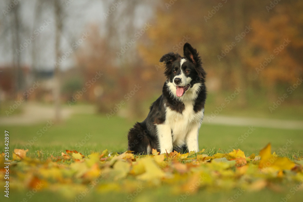 A picture of a young border collie puppy running on the autumn meadow between the fallen leaves. He enjoys the nature and is happy to be outside. A picture of a young border collie puppy running on the autumn meadow between the fallen leaves. He enjoys the nature and is happy to be outside.