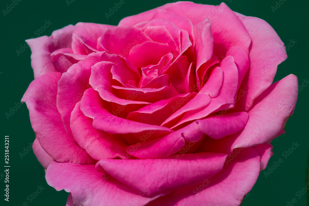 Pink rose in the garden. Pink rose in the garden.