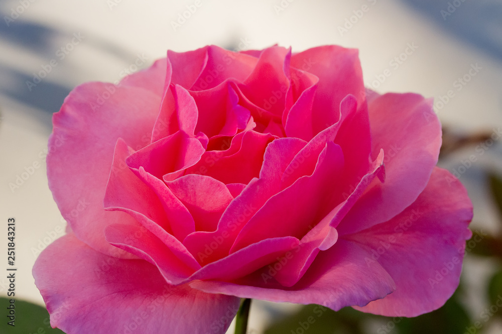 Pink rose in the garden. Pink rose in the garden.