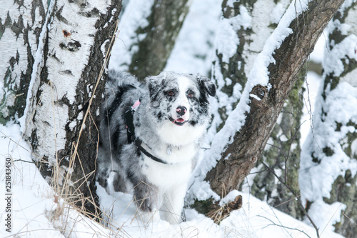 The portrait of a cute australian shepherd during winter, enjoying the snow and cold weather. 