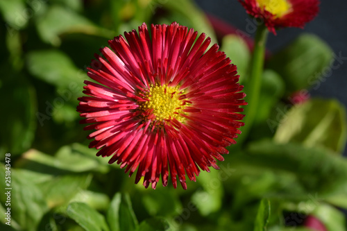 Gänseblümchen - Bellis - Massliebchen - Speedstar Carmine