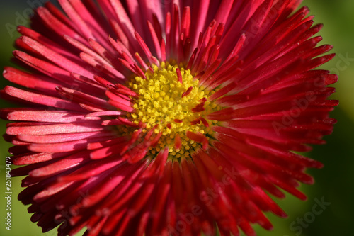 Gänseblümchen - Bellis - Massliebchen - Speedstar Carmine