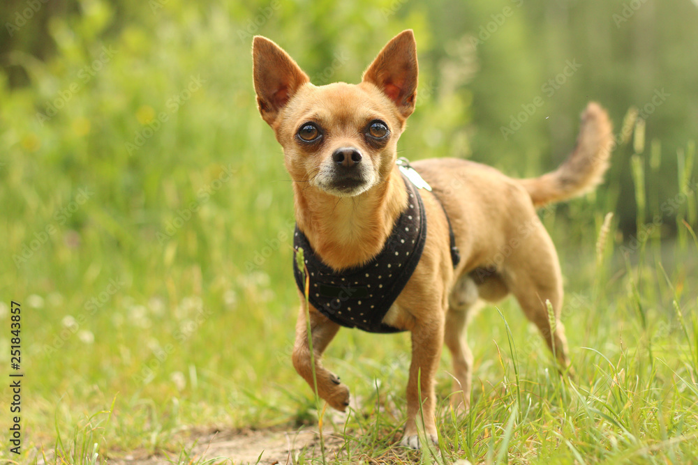 A portrait picture of the chihuahua dog during the walk in the nature.