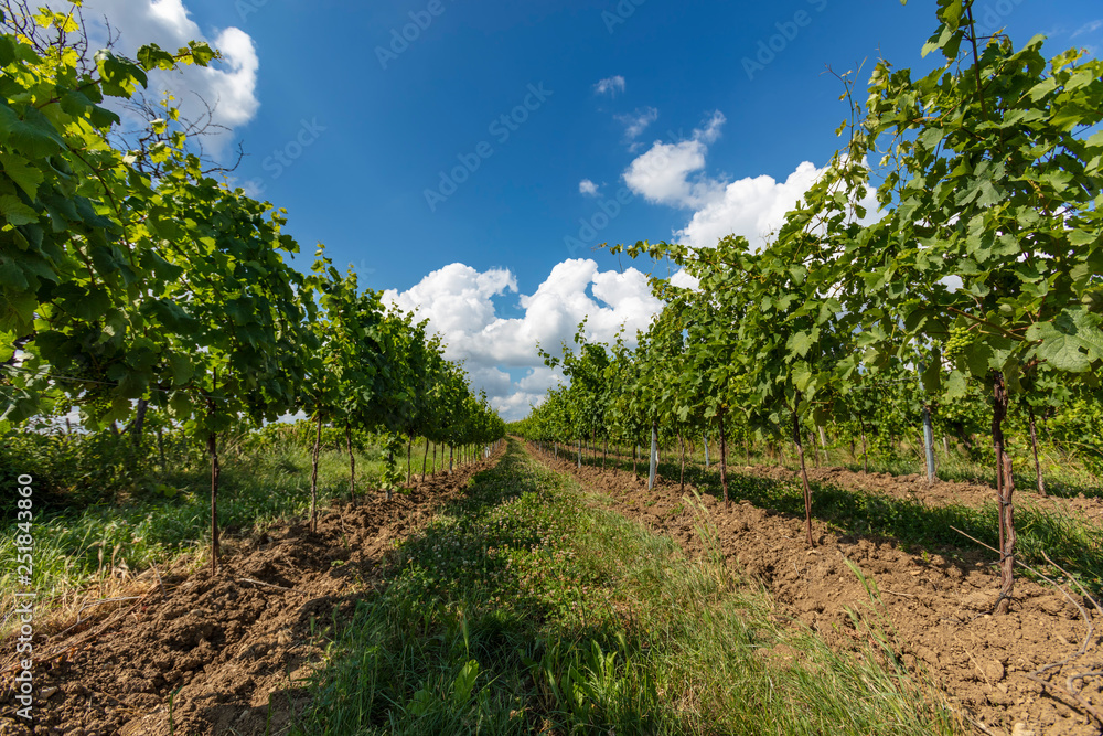 Naklejka premium green vineyards rows landscape 