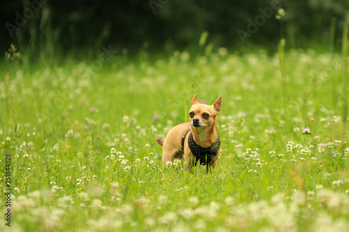 outside,field,beautiful,happy,adorable,canine,little,flower,domestic,outdoor,young,spring,green,animal,summer,grass,aimed,calm,chihuahua,cute,dog,fixed,focused,look,male,marguerite,meadow,muzzle,natur