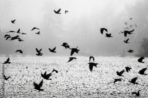 A flock of crows flying above the frozen field. 