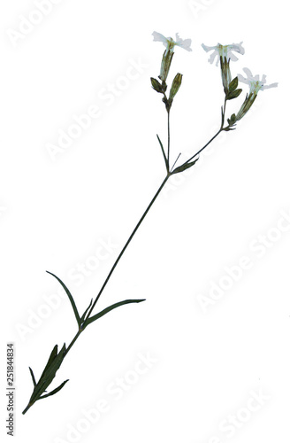 Dried flower of nightflowering silene photo