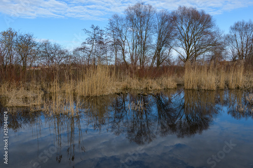 Spieglung Baum und Schilf im Teich