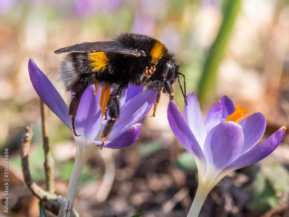 Nectar collecting bumblebee with purple flower Nectar collecting bumblebee with purple flower