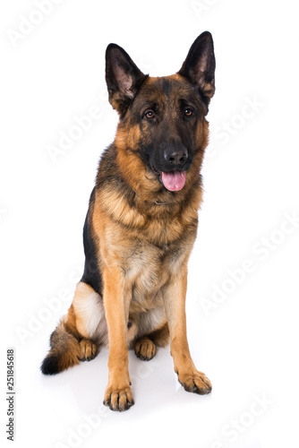 German shepherd dog on white background