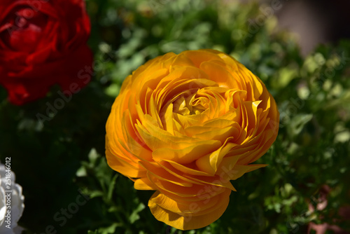 Asiatischer Hahnenfuss - Ranunkel - Ranunculus asiaticus