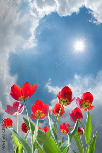 Tulip flowers meadow and sky