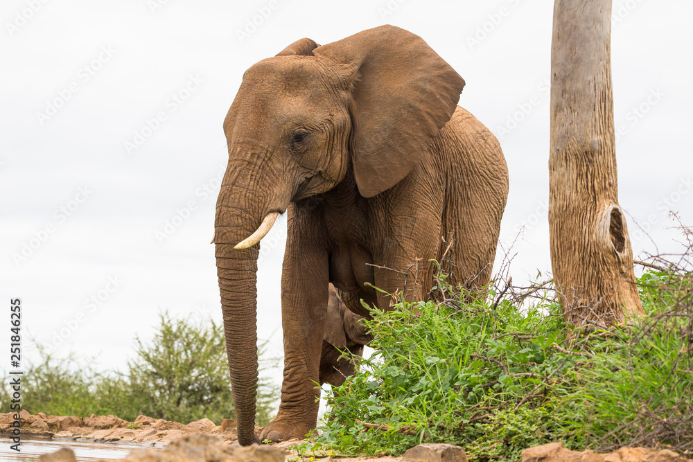 Obraz premium Elephant at water hole