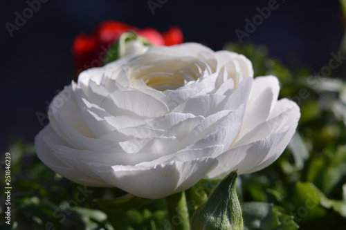 Asiatischer Hahnenfuss - Ranunkel - Ranunculus asiaticus