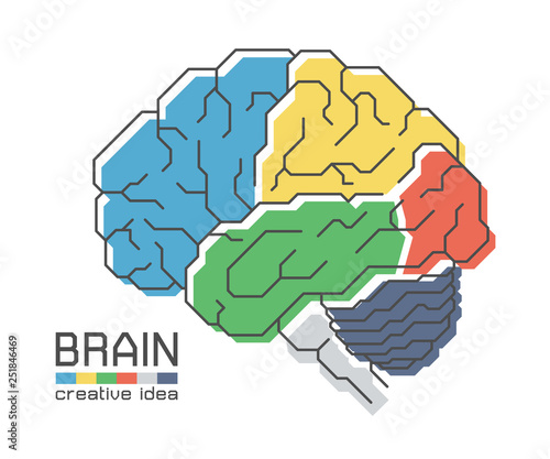 Brain anatomy with flat color design and outline stroke . Frontal Parietal Temporal Occipital lobe Cerebellum and Brainstem . Creative idea concept