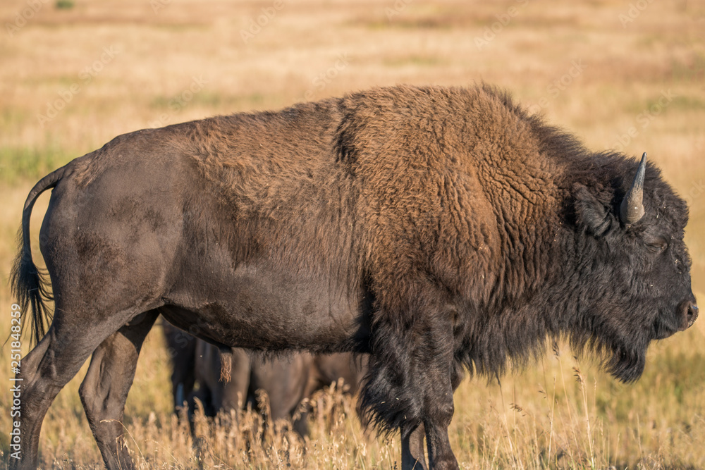 American Bison Profile in Grand Teton National Park, Wyoming. Animal Fills Frame. American Bison Profile in Grand Teton National Park, Wyoming. Animal Fills Frame.