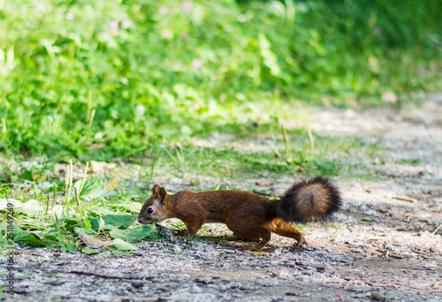 red fluffy squirrel runs through the forest in summer