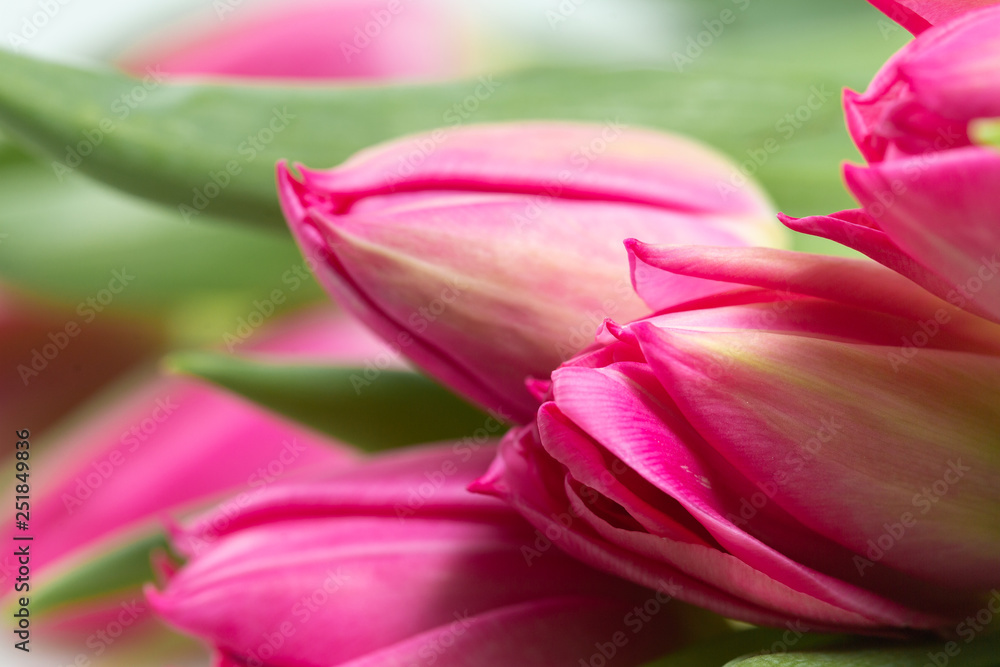 Macro of bouquet of pink tulips