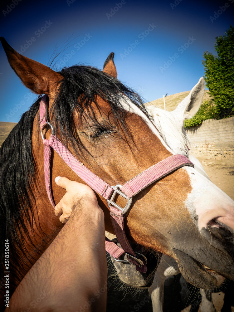 Obraz premium Horses