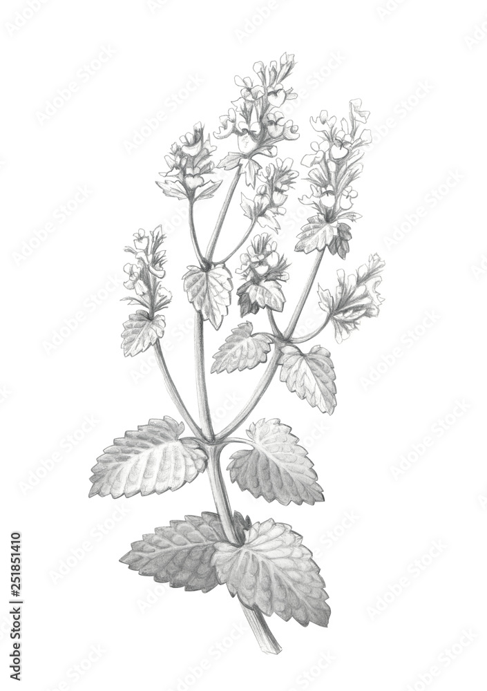Catnip Pencil Illustration Isolated on White Catnip Pencil Illustration Isolated on White