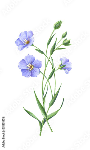 Flax Pencil Drawing Isolated on White